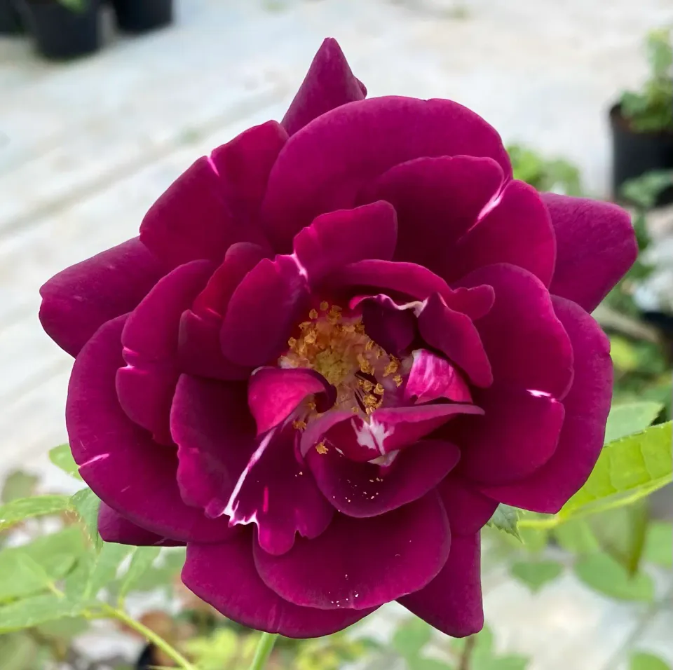 Michel Adam François Colson rosier buisson pourpre