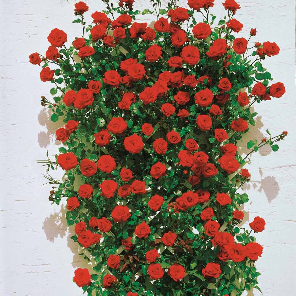 Bakker Rosier Santana grimpant racine nue rouge remontant