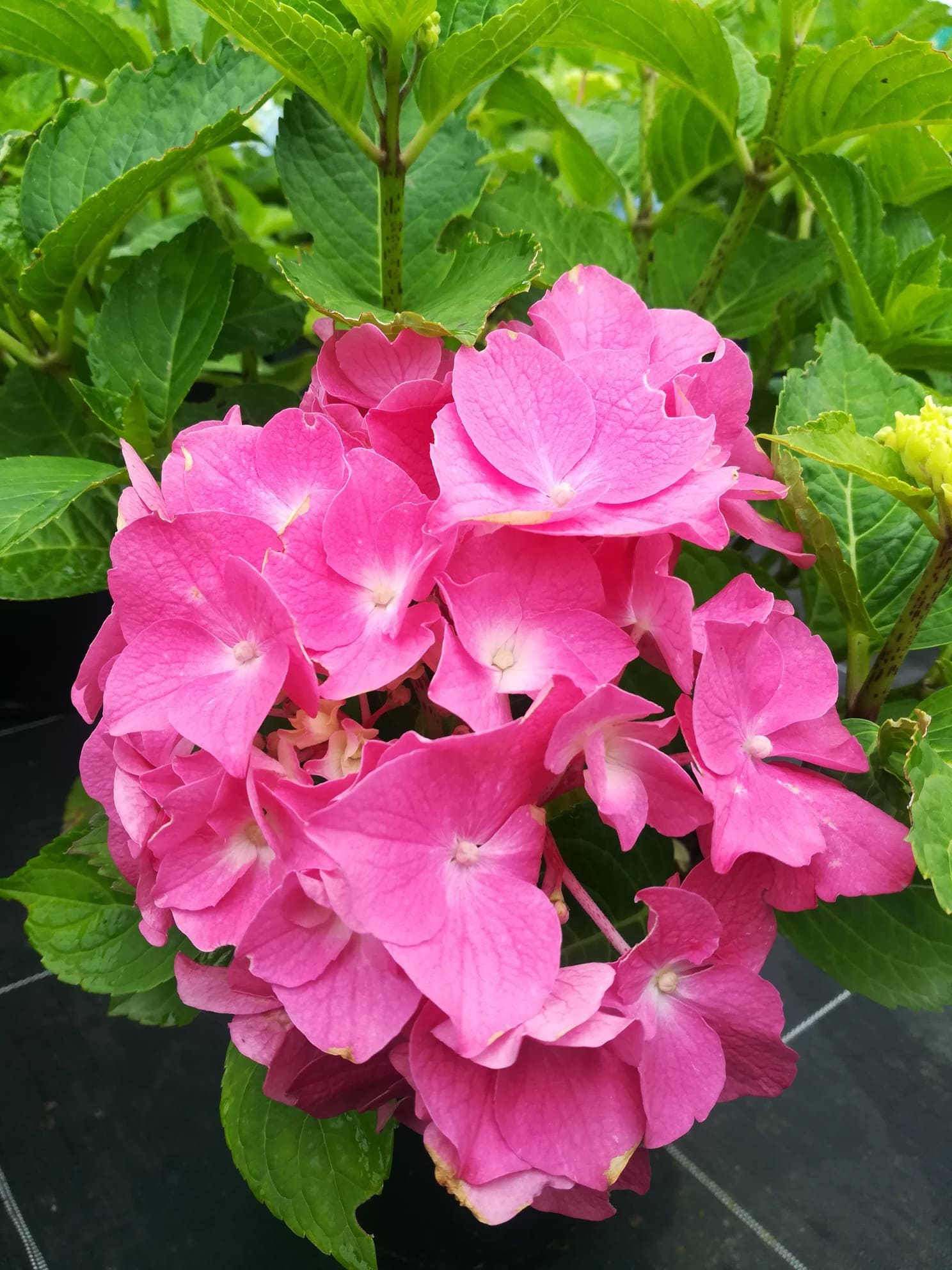 Les Hortensias du Haut Bois Alpenglühen hortensia fleurs rondes rouge