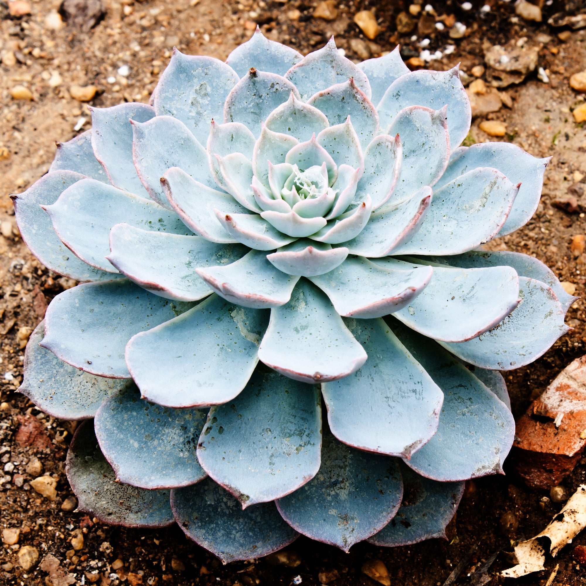 Bakker Echeveria Pearl von Nuernberg grasse pot 12cm rose