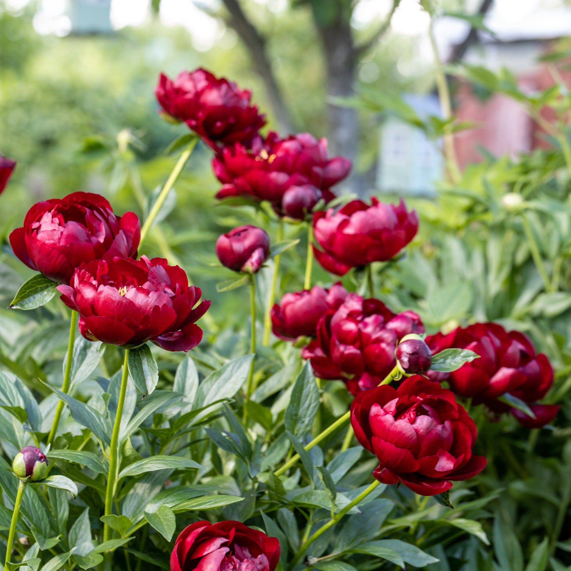 Bakker Pivoine Bella plante vivace sachet 1 bulbe rouge parfumée