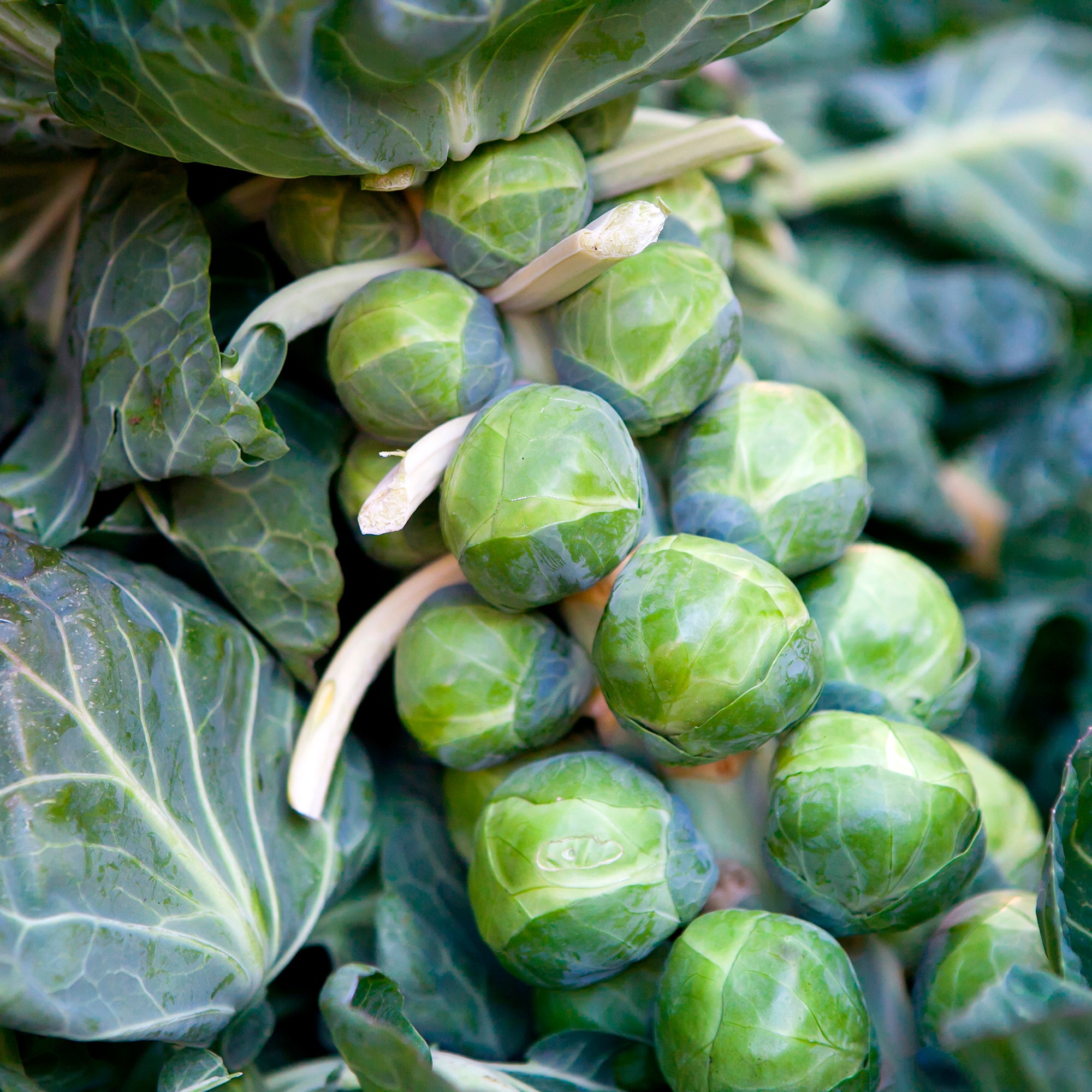 Bakker Potager Chou de Bruxelles De Rosny sachet 3g rustique hiver