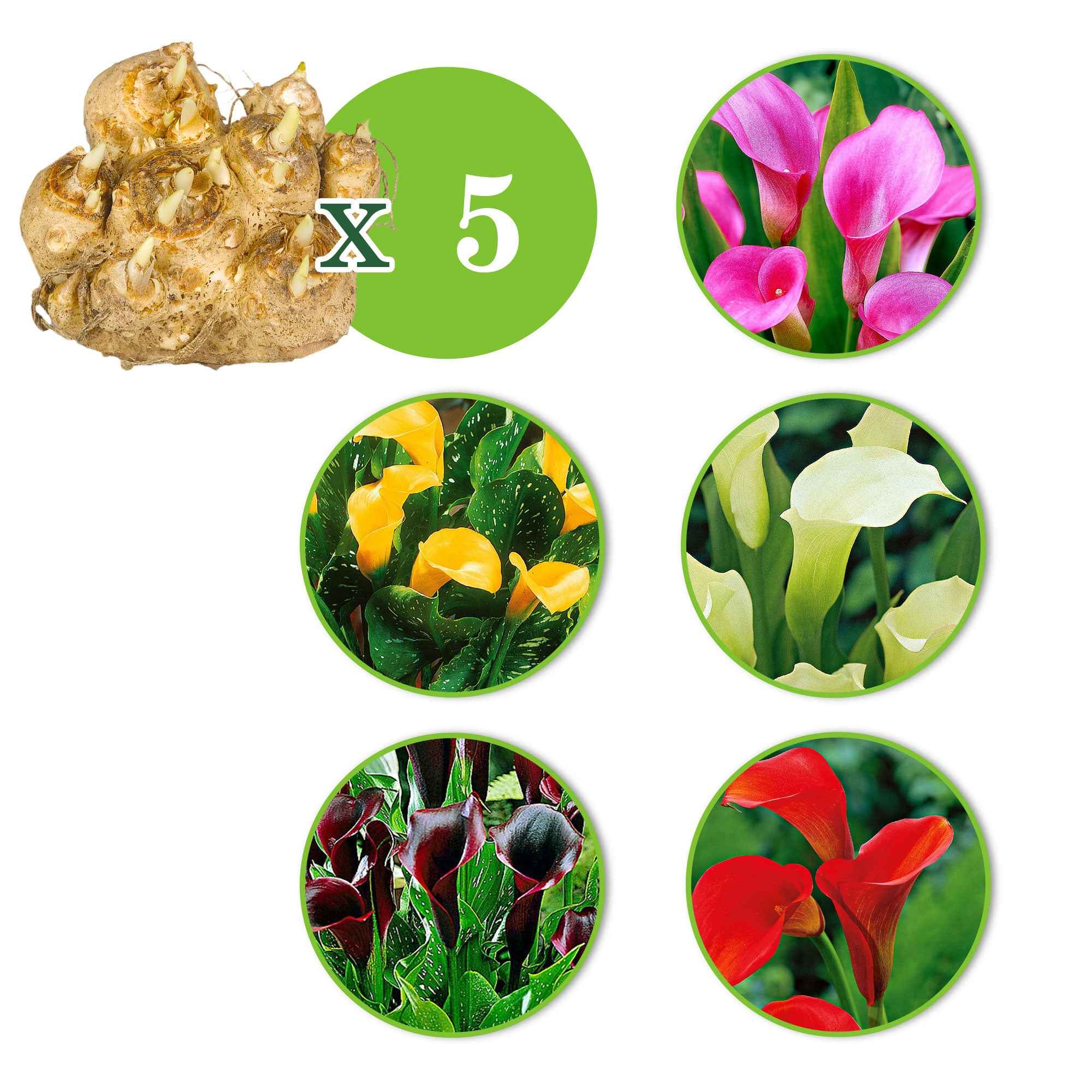 Bakker Arums mélange bulbes sachet 5 multicolore