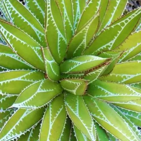 Bakker Agave Impressive plante grasse pot 9cm rosette