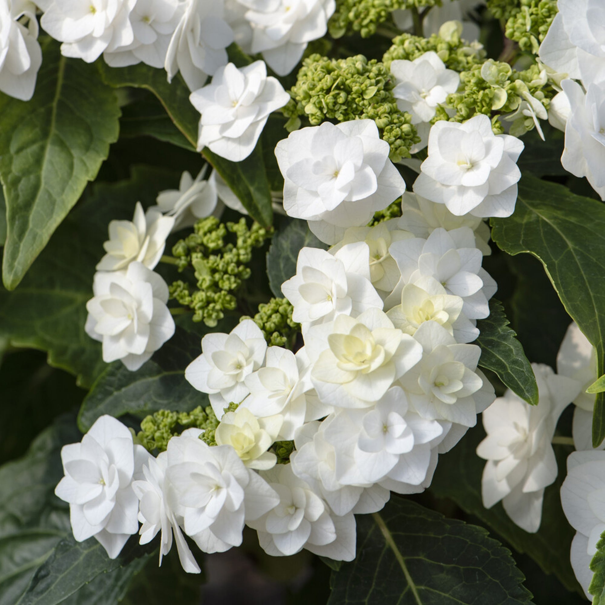 Bakker Doppio Bianco hortensia blanc pot 13cm double