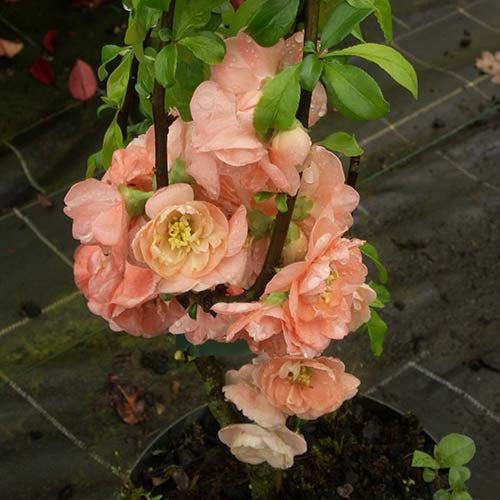 Bakker Caméo cognassier Japon arbuste pot 3L orange