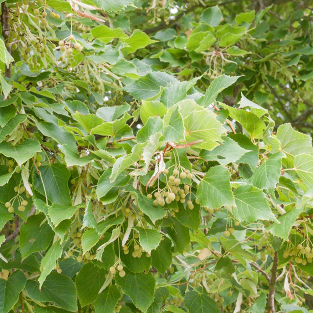 Bakker Tilleul à petites feuilles arbre pot 2L 40-60cm