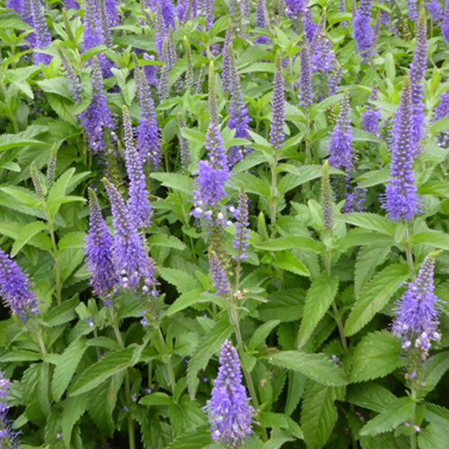 Bakker Veronica Blauriesin véronique pot Ø 9cm bleu-violet