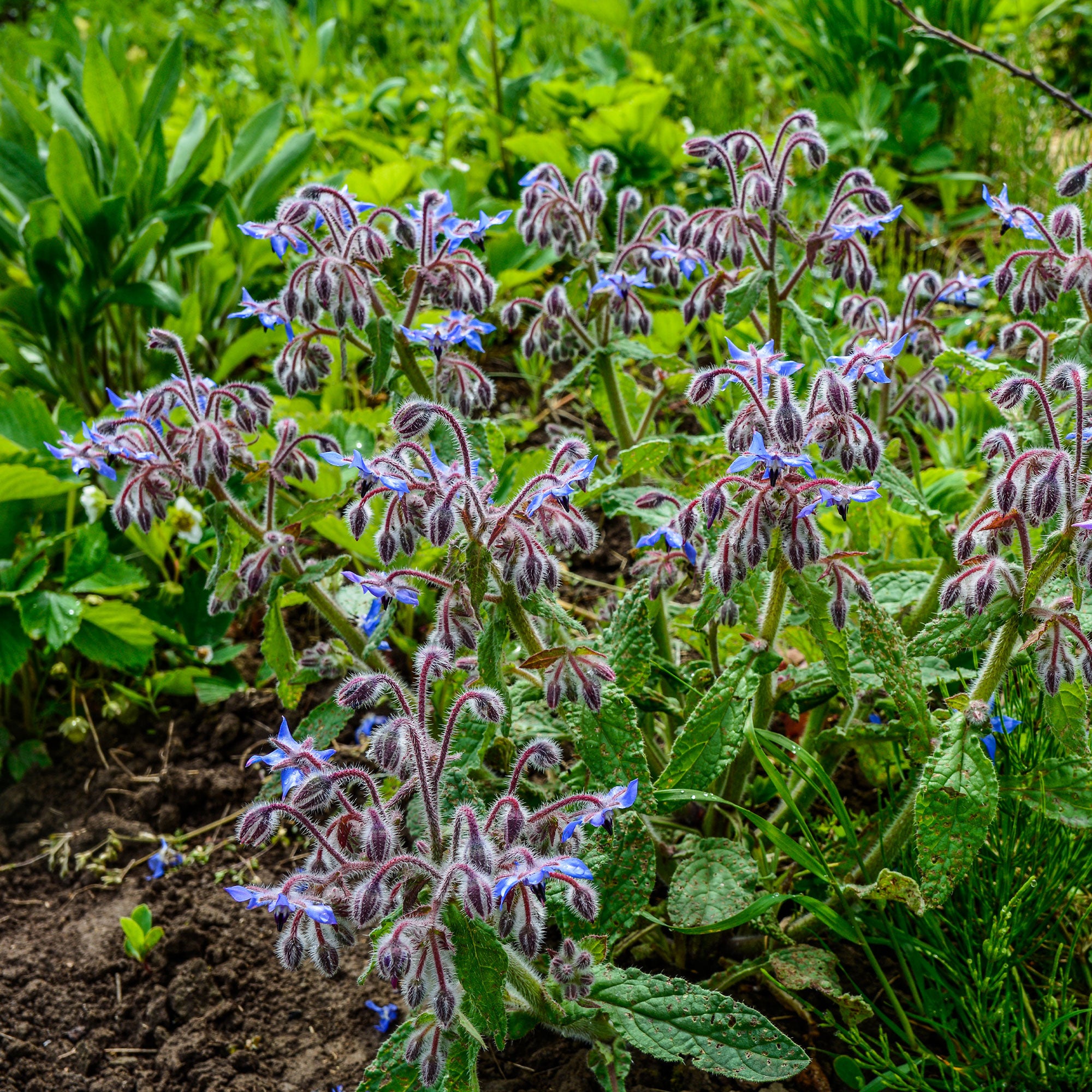 Bakker Bourrache Bleu et Blanche sachet graines 1g fleurs comestibles