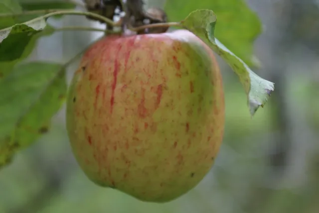 Michel Adam Calville Rouge d’Hiver pommier pomme à couteau