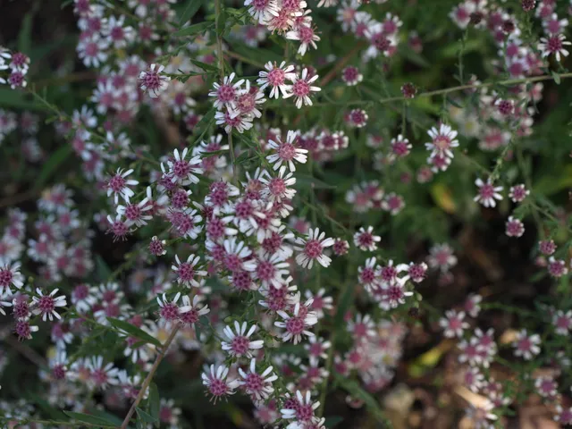 Passion Vivaces Aster Bleke Bet lateriflorus godet blanc