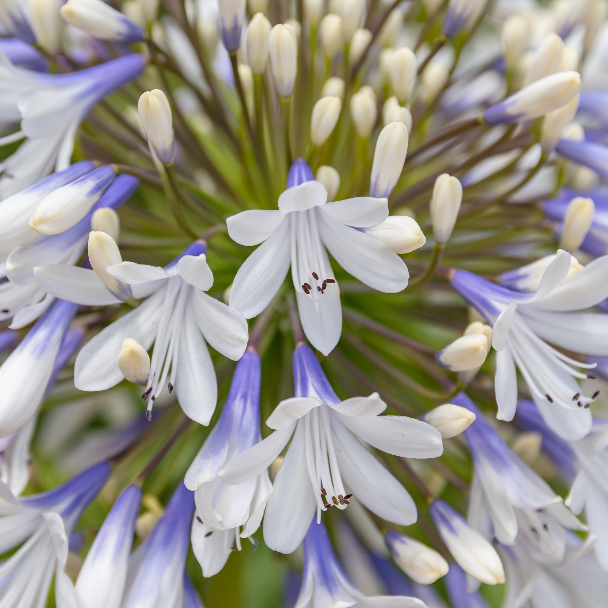 Bakker Agapanthe Queen Mum grande fleur bicolore pot 9cm