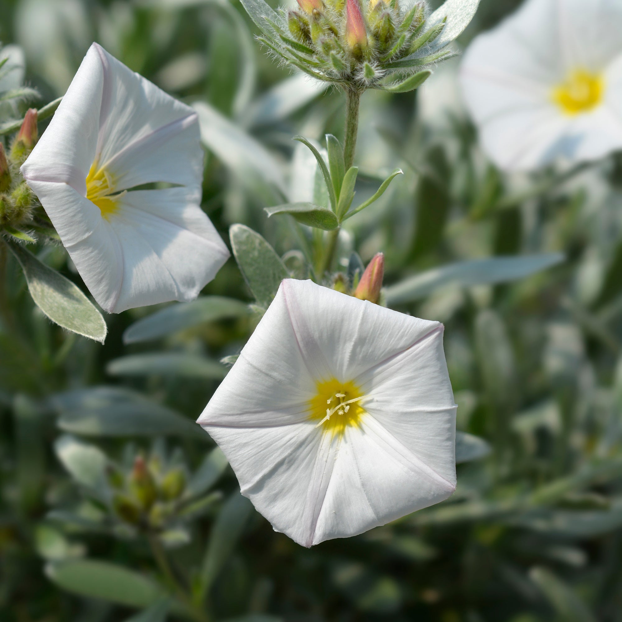 Bakker Liseron argenté Convolvulus cneorum pot Ø 9 cm