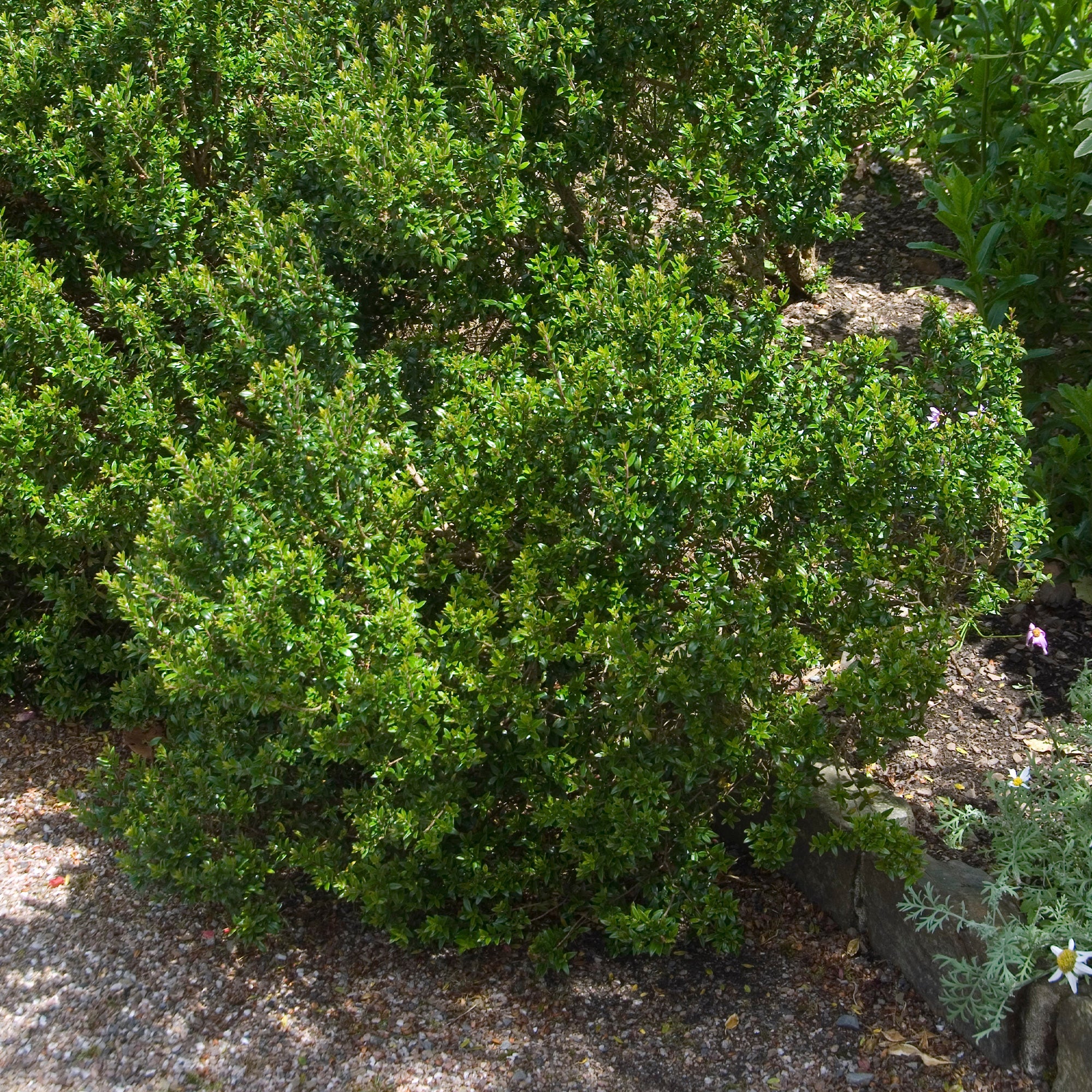 Bakker Tarentina myrte de Tarente pot 9cm persistant