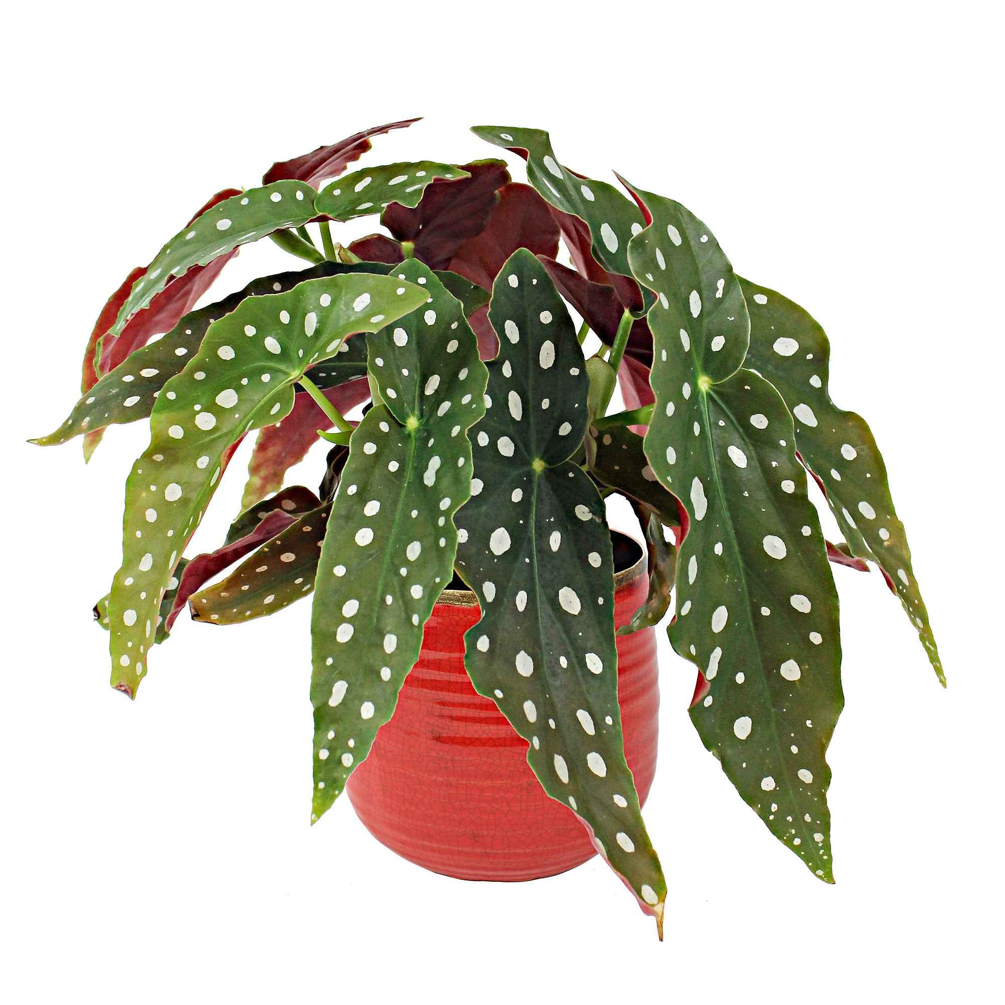 Bakker Tamaya bégonia à pois vert pot 14cm intérieur