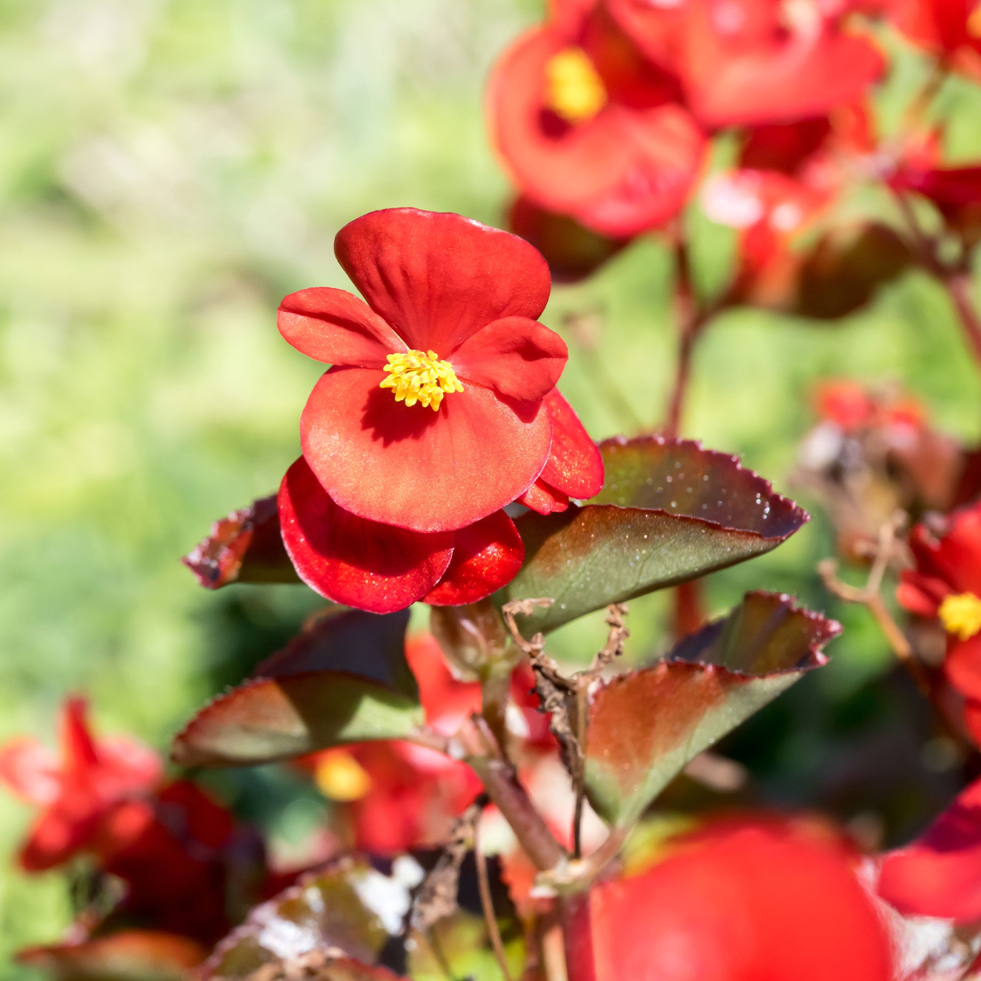 Bakker Semperflorens bégonia pot 10.5cm rouge