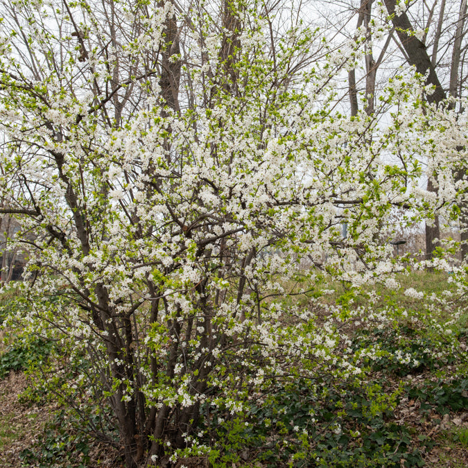 Bakker Prunellier Prunus spinosa pot 2L 40-50cm blanc