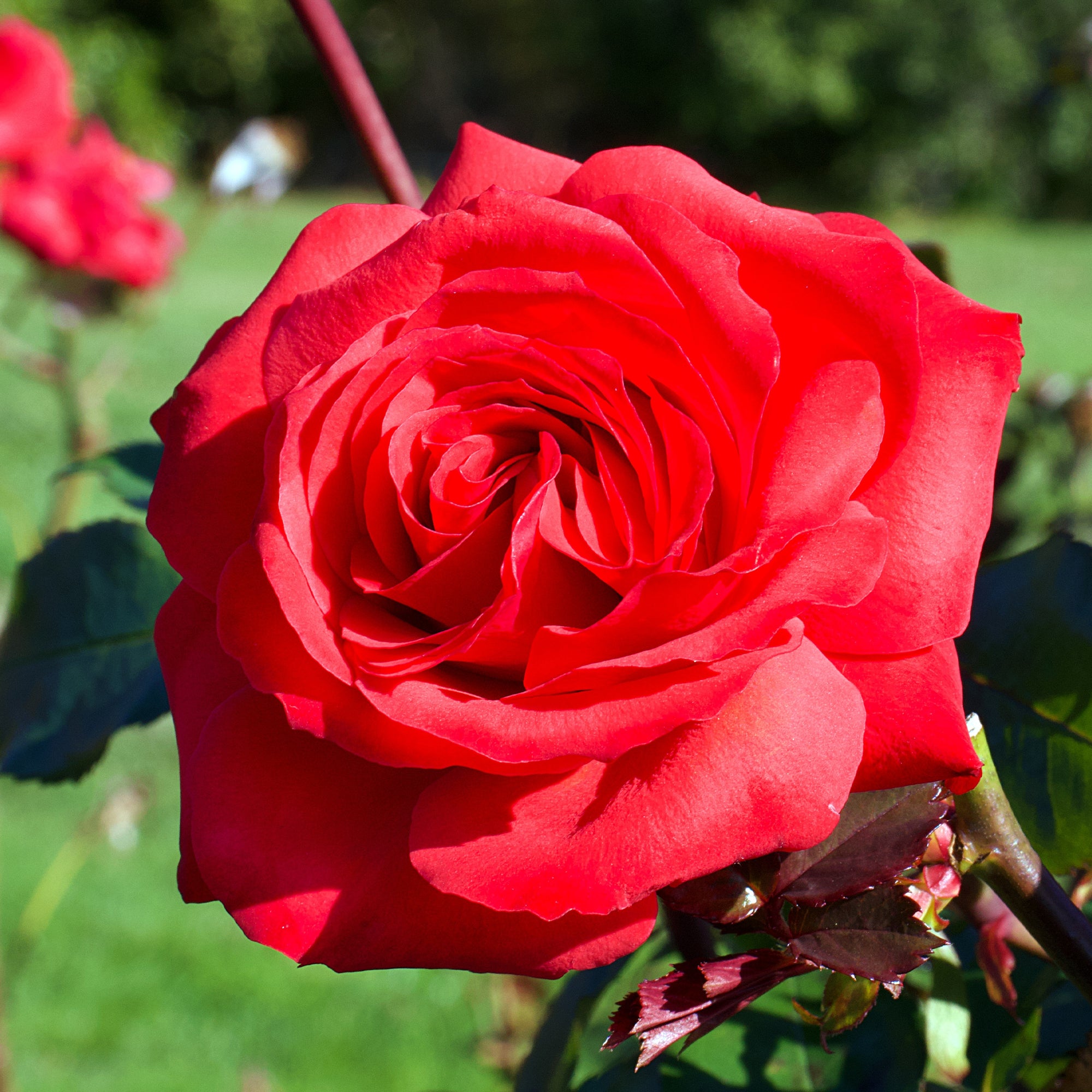 Bakker Rosiers Mr Lincoln buisson motte 3+ branches rouge parfumé