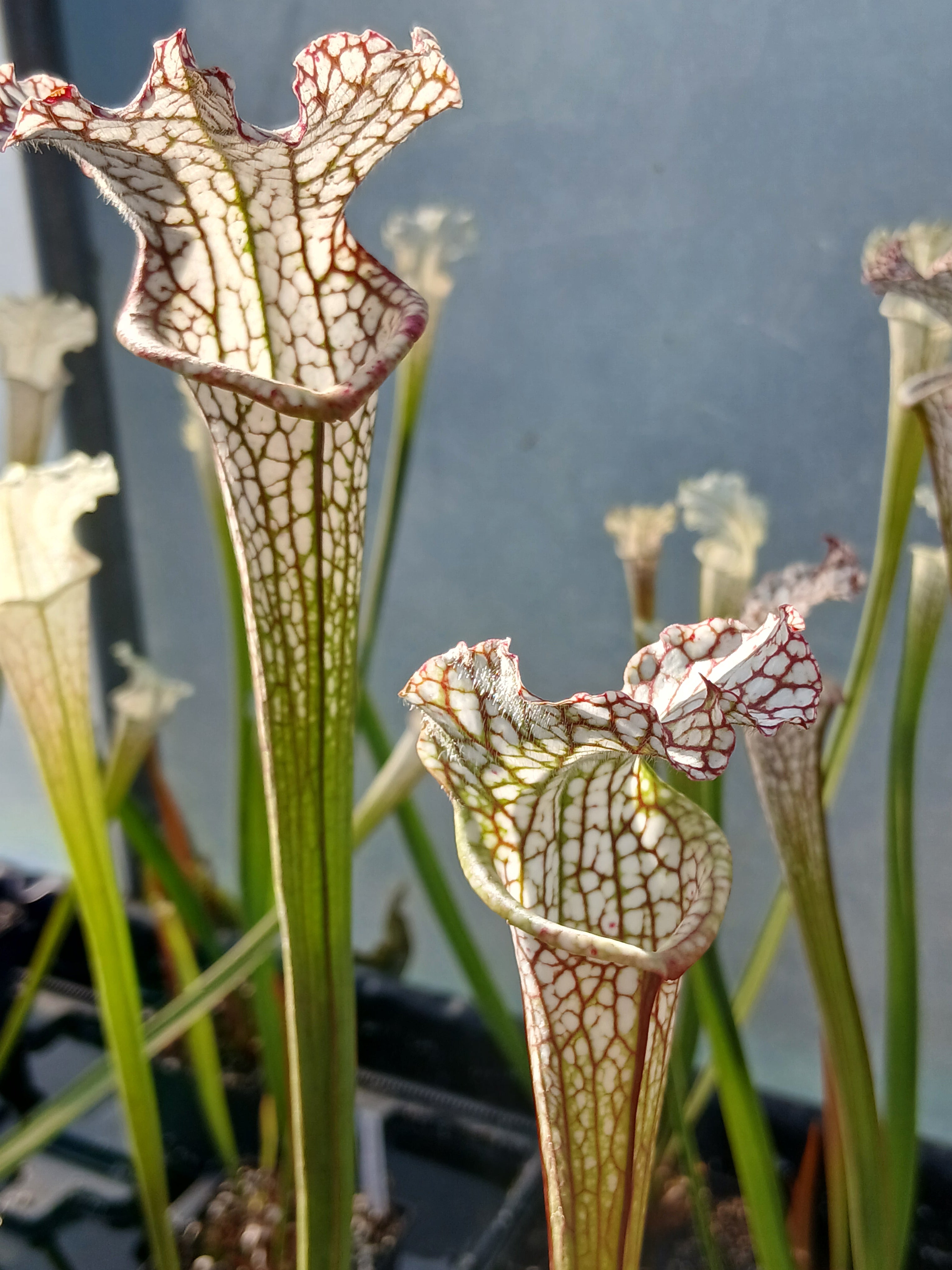 Carniflore Sarracenia leucophylla plante carnivore 1 point