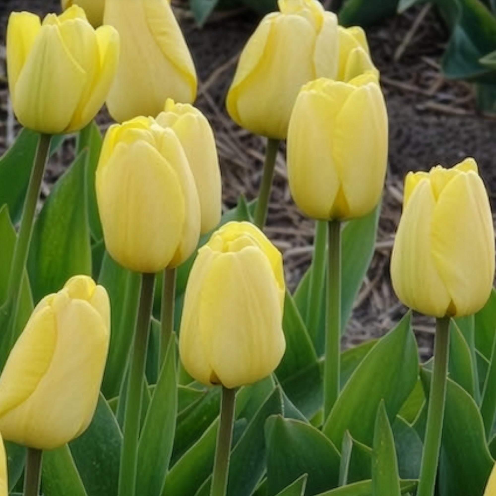 Bakker Bulbes à fleurs Tulipes Darwin Golden Parade bulbes 10 bulbes jaune