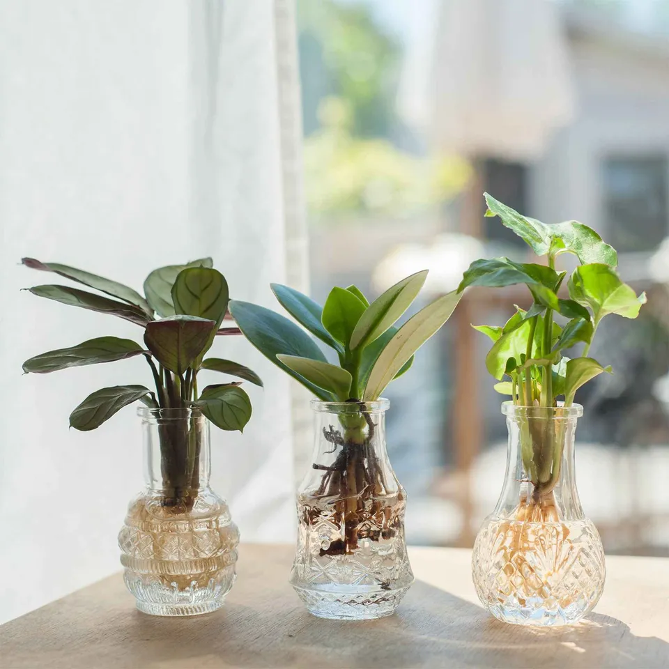 Bakker Plantes d'intérieur Mélange hydroponie kit 3 vases Calathea