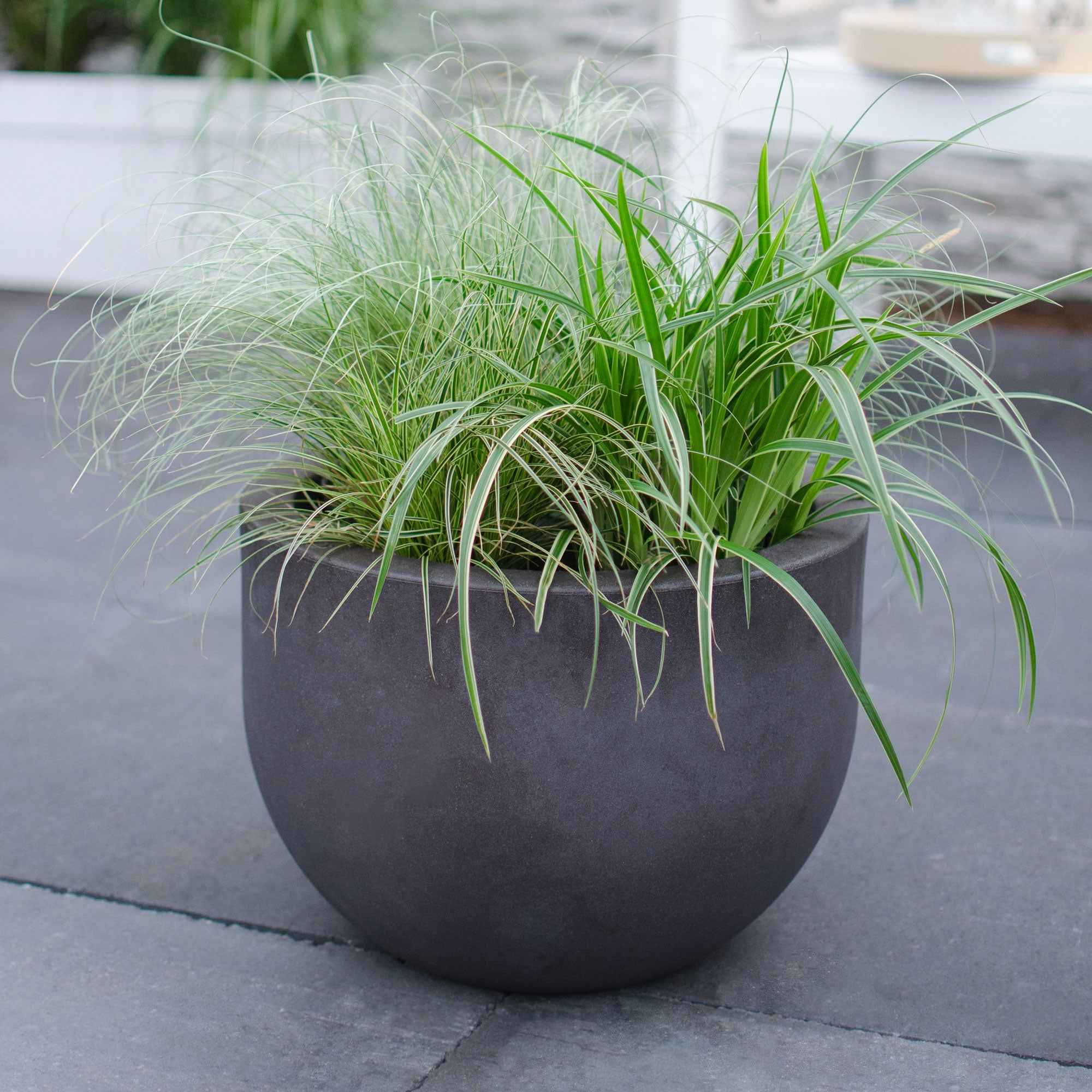 Bakker Laîche du Japon panachée Carex plante pot Ø9cm lot de 2