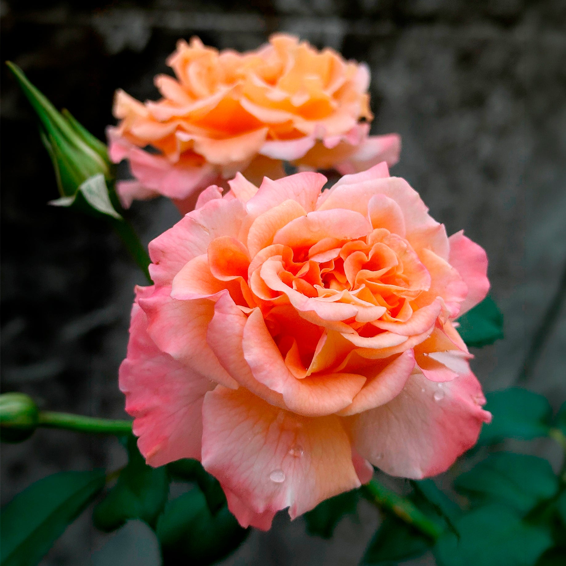 Bakker Rosiers Augusta Louise rosier racine nue saumon