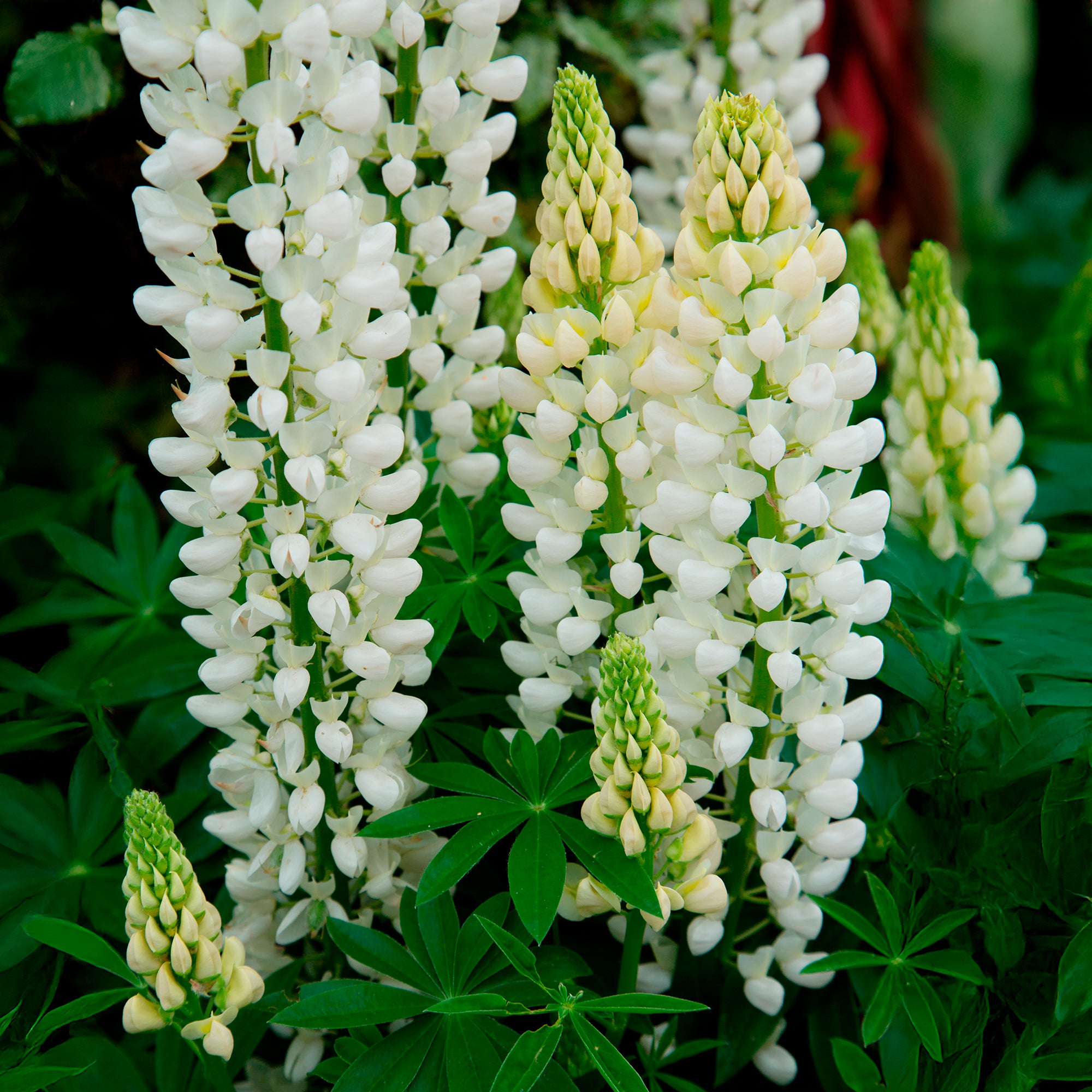 Bakker Lupin Noble Maiden vivace pot Ø 9cm blanc 90 cm