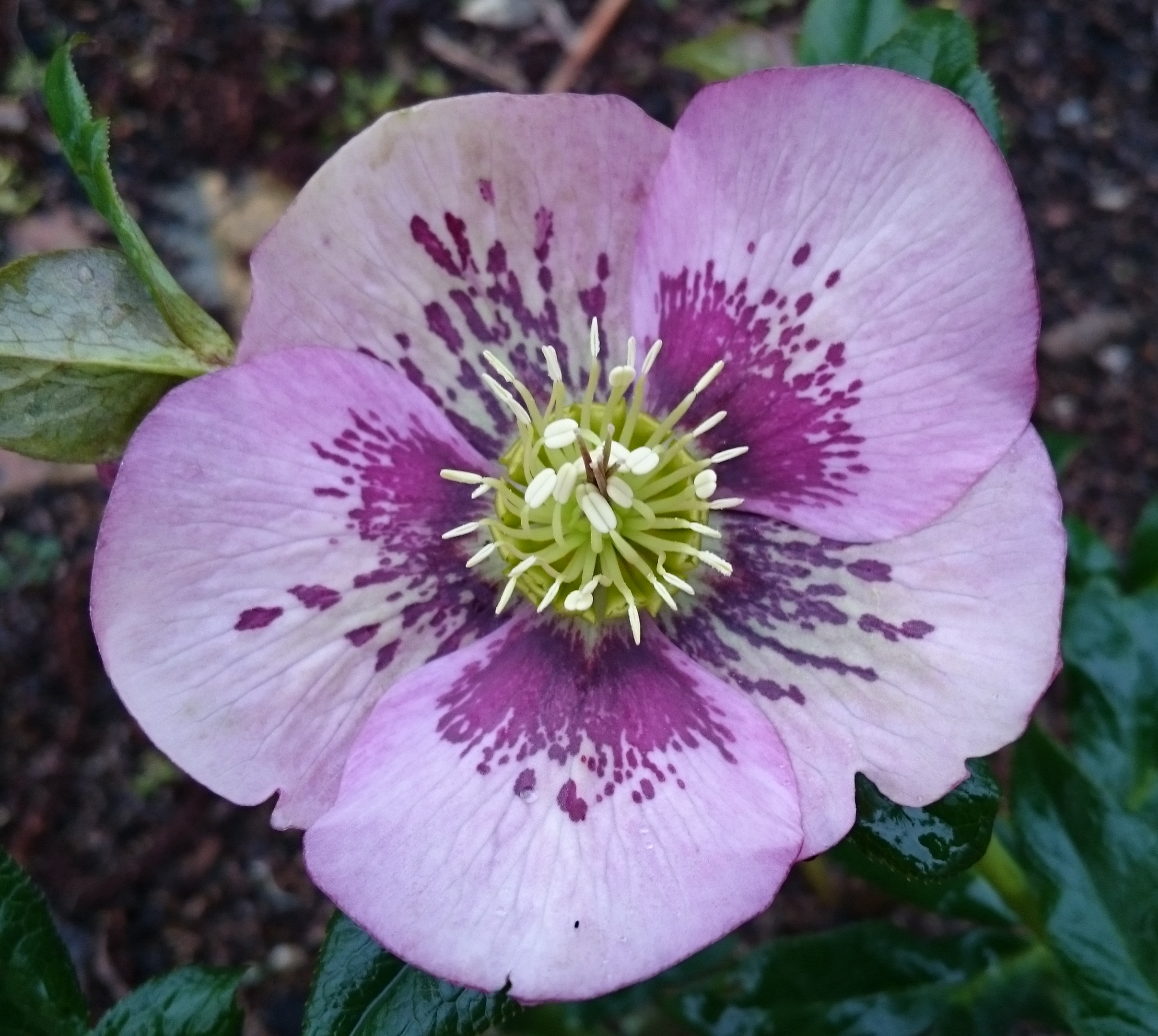 Passion Vivaces Helleborus orientalis plante vivace rose de carême hiver