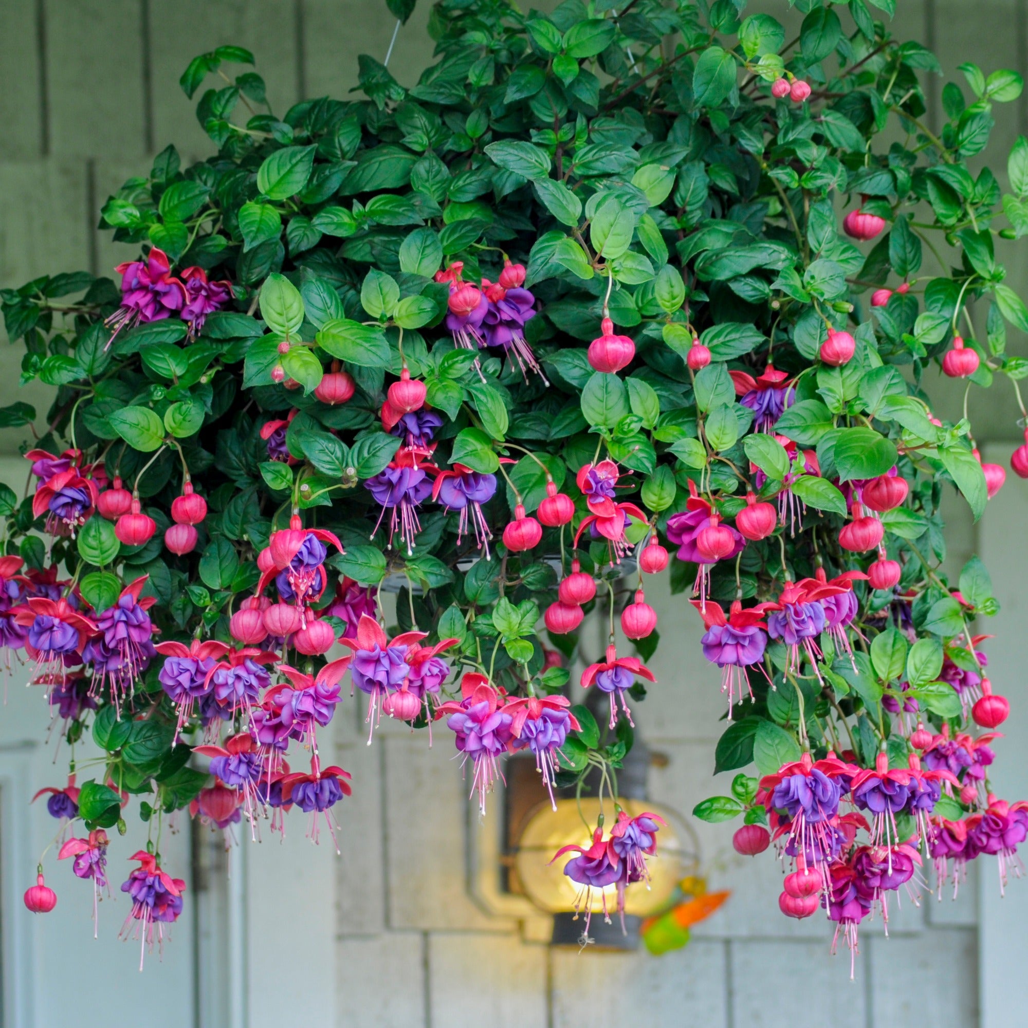 Bakker Fuchsias mélange 6 pots 9cm balcon mi-ombre