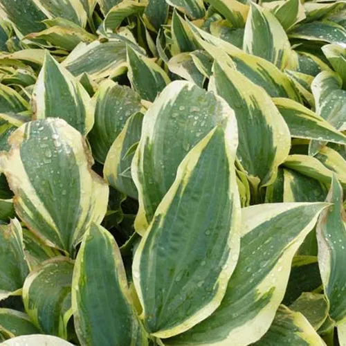 Bakker Wolverine hosta vivace pot 3L ombre