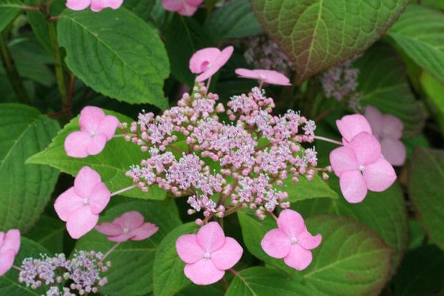 Les Hortensias du Haut Bois Santiago hortensia pot 3L
