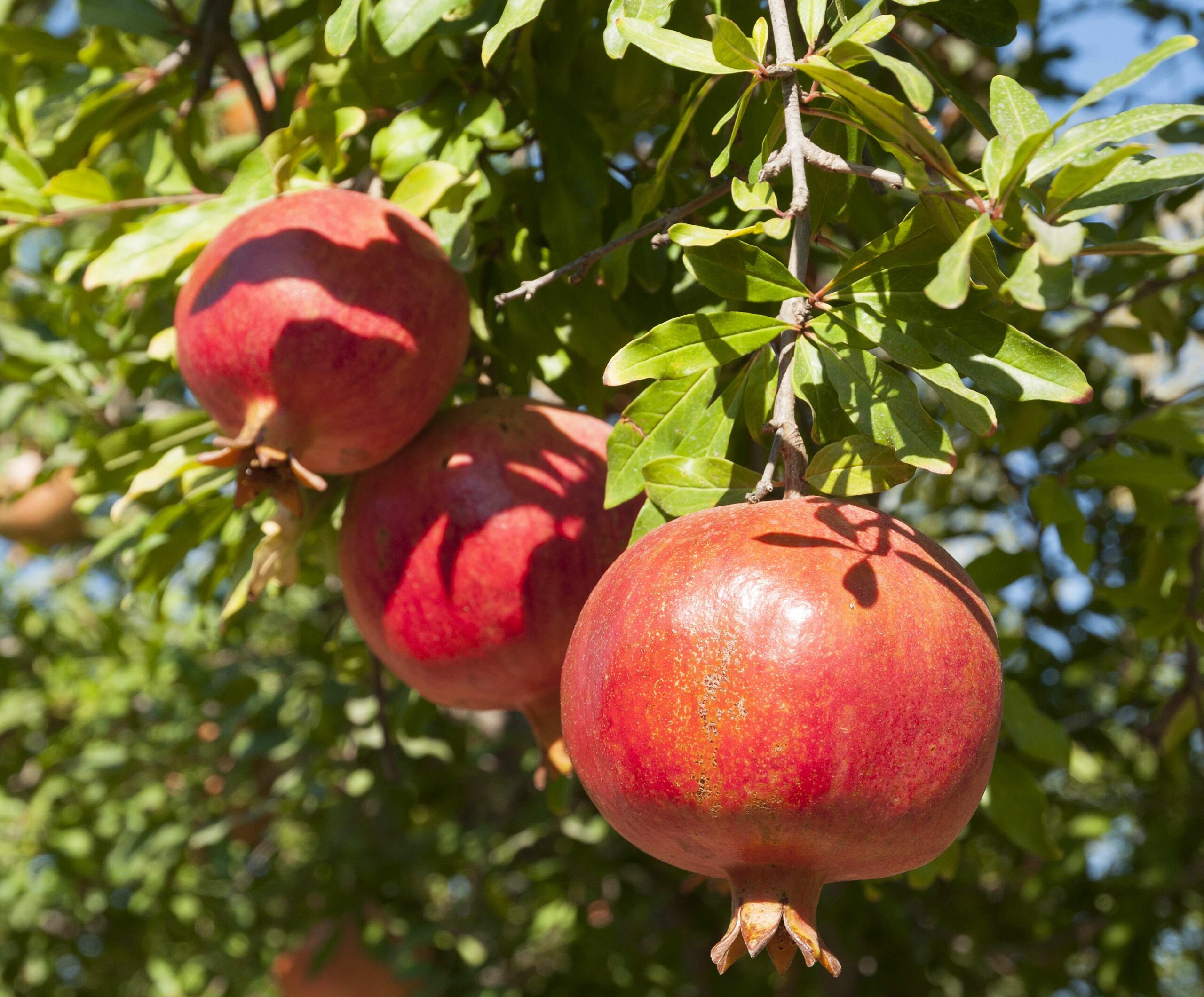 Pépinières Ripoche Punica granatum Wonderful fruitier grenade