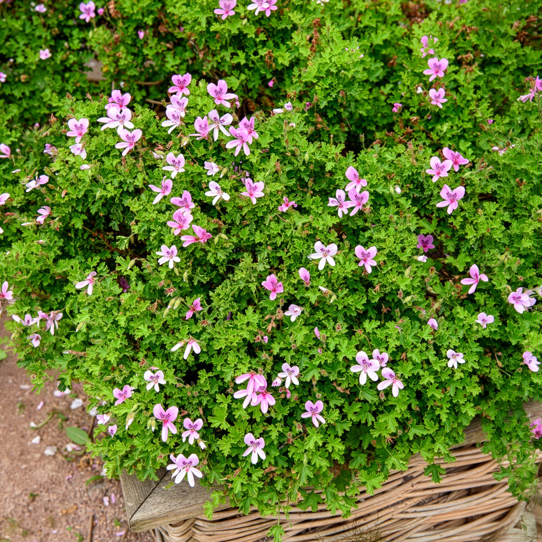 Bakker Géranium odorant géranium parfumé 3 pots Ø10,5 cm