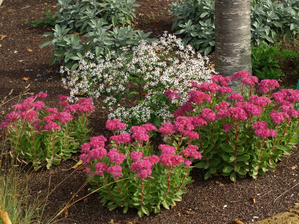 Passion Vivaces Aster divaricatus Tradescant plante godet blanc