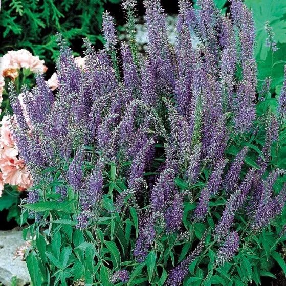 Bakker Véronique Blue Shades graines 0,1g bleu-violet