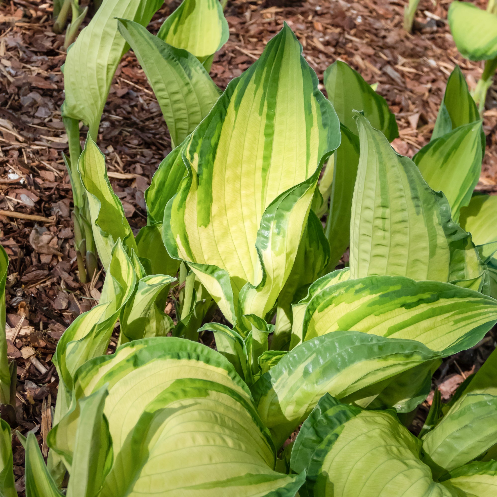 Bakker Hosta Albopicta vivace pot Ø9cm feuilles jaunes