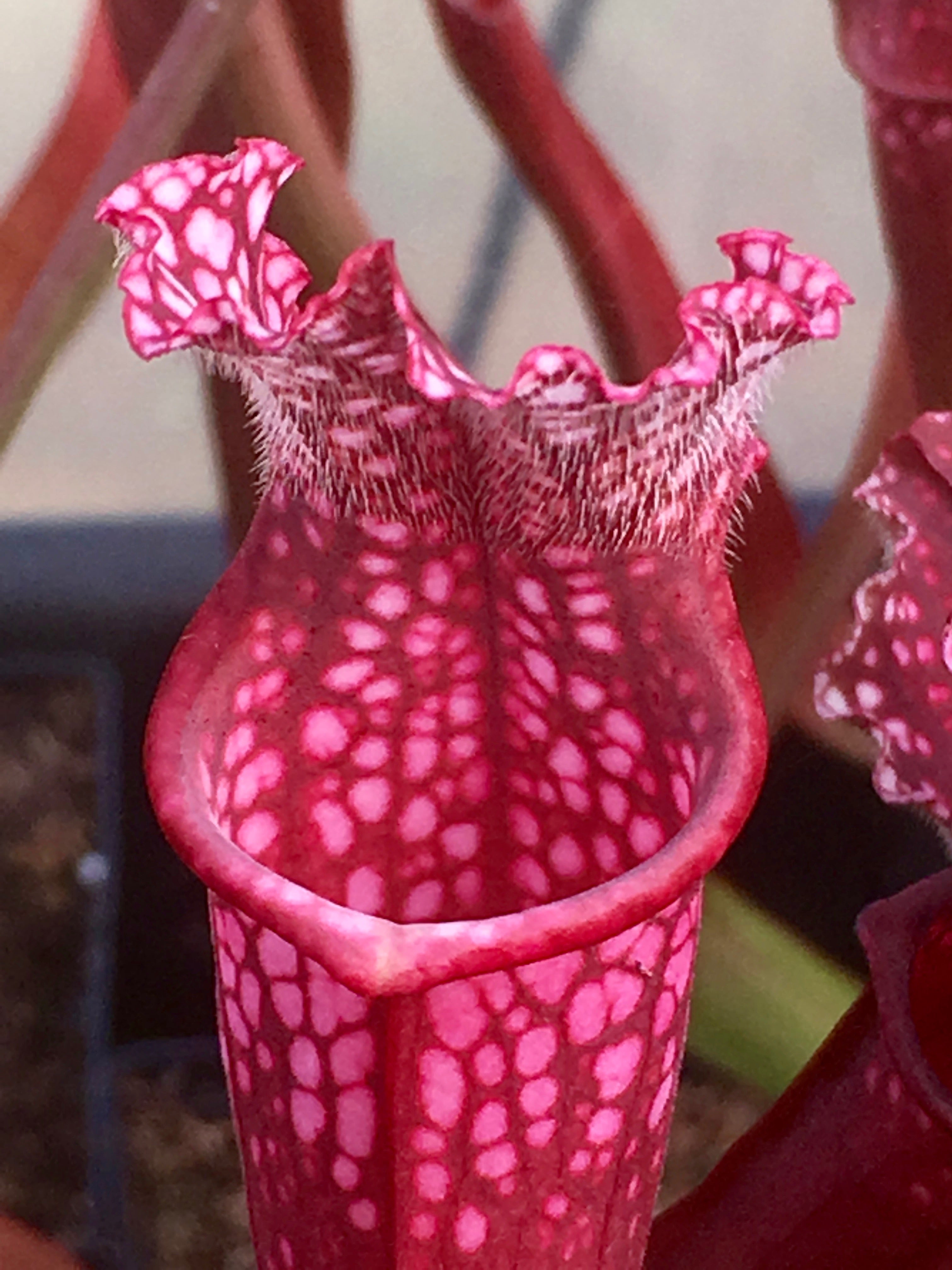 Carniflore Sarracenia x stevensii plante carnivore 1 point rouge