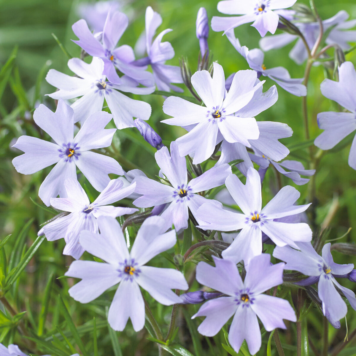 Bakker Emerald Cushion Blue phlox mousse pot 9cm violet