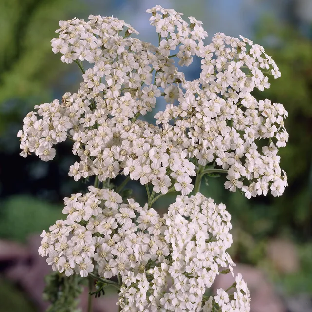 Bakker Plantes vivaces Achillée Schneetaler plante vivace pot 9cm blanc