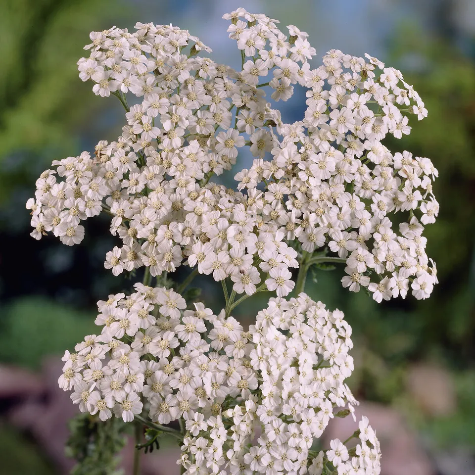Bakker Plantes vivaces Achillée Schneetaler plante vivace pot 9cm blanc