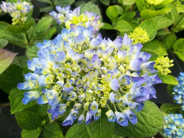 Les Hortensias du Haut Bois Horben hortensia boule bleu