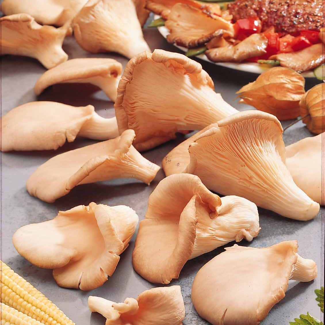 Bakker Kit Pleurote champignon kit 7,5L intérieur