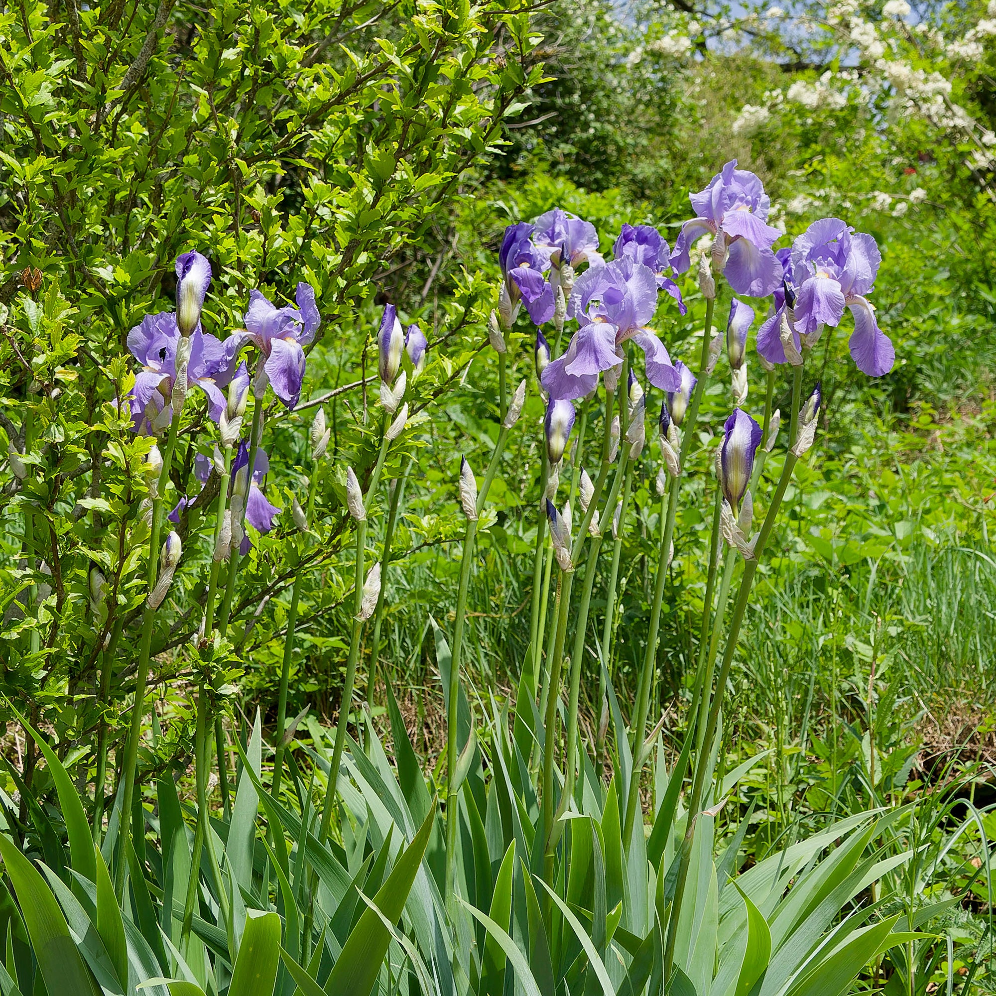 Bakker Iris Lovely Again vivace violette paquet 3 racines