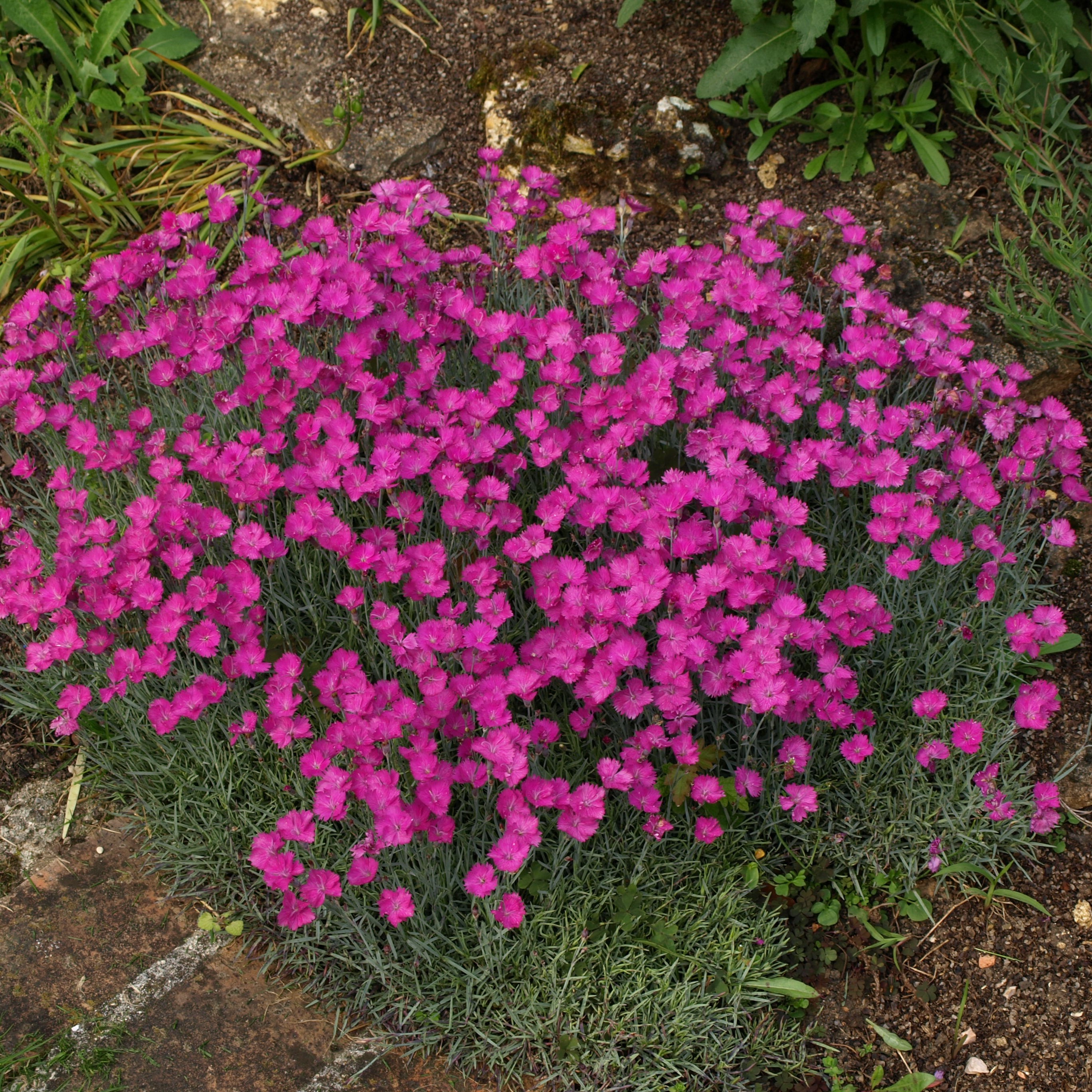 Passion Vivaces Dianthus 'Feuerhexe' œillet pot rose carmin