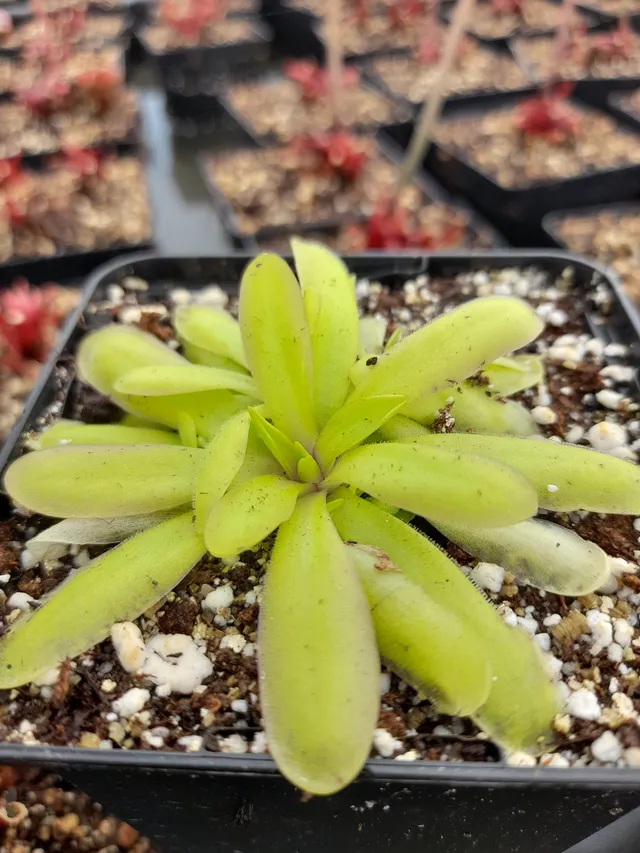 Carniflore Pinguicula Anna grassette mexicaine pot 9cm fleur