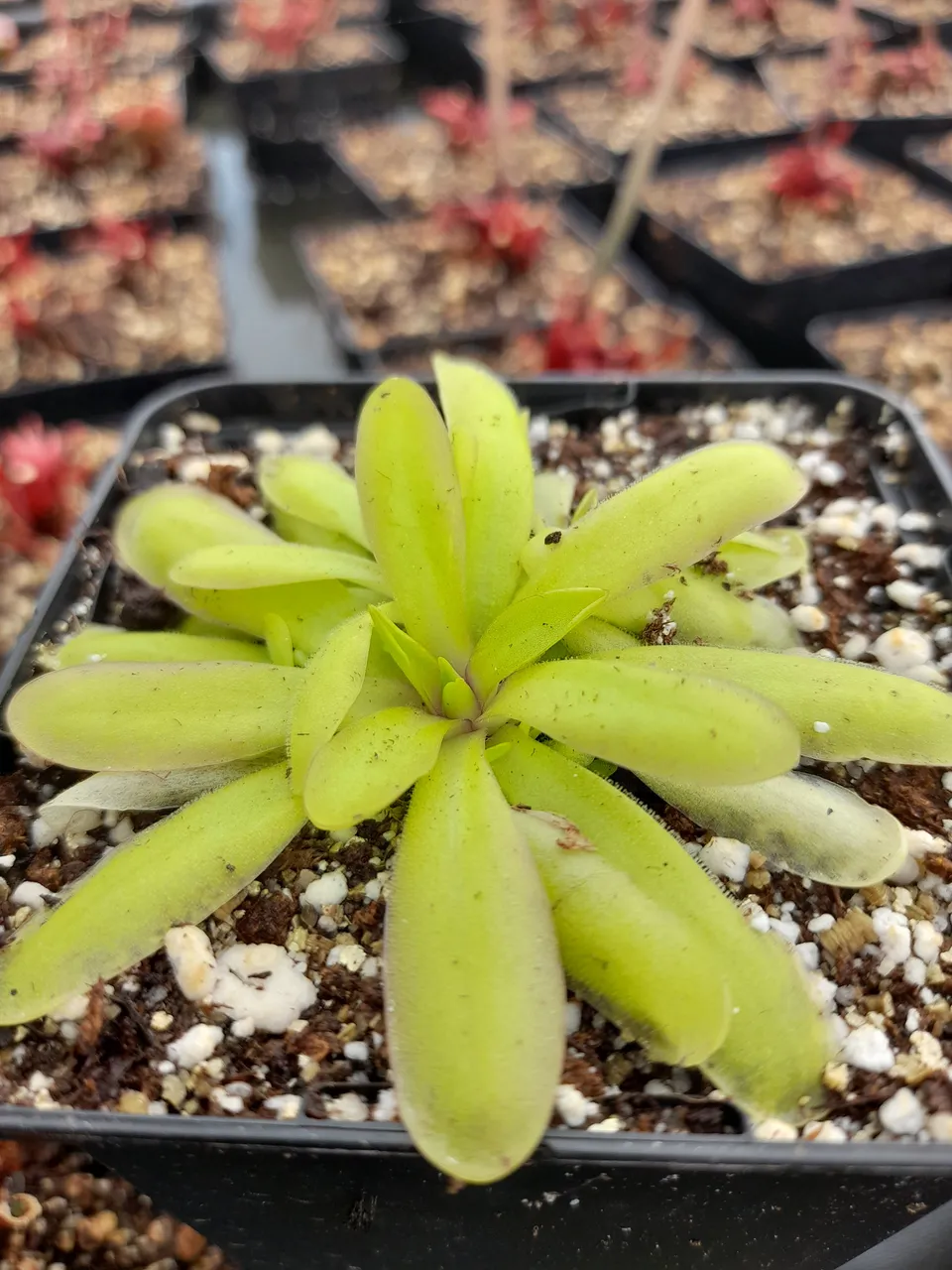 Carniflore Pinguicula Anna grassette mexicaine pot 9cm fleur
