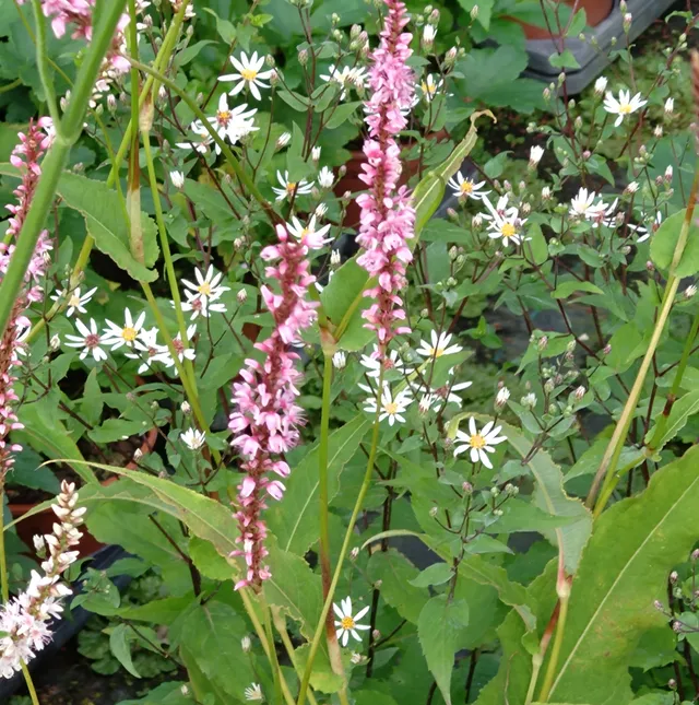 Passion Vivaces Persicaria Rowden Gem plante vivace rose mauve