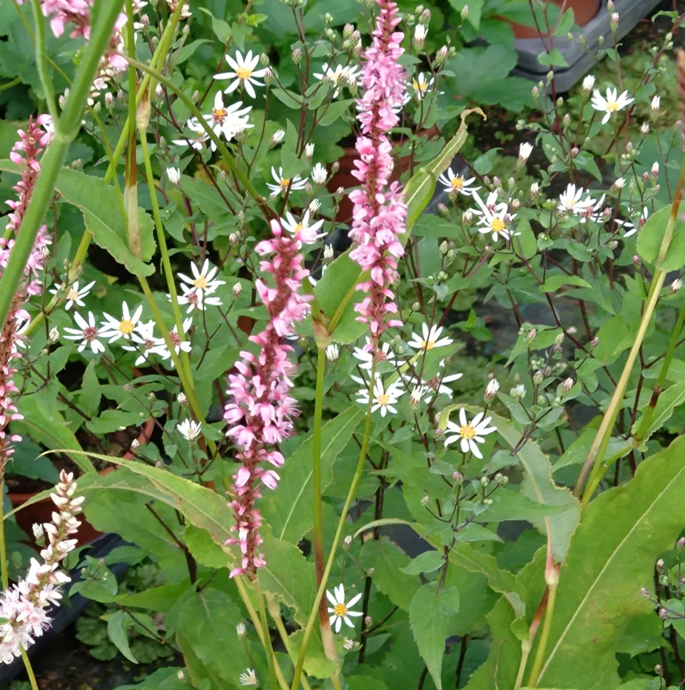 Passion Vivaces Persicaria Rowden Gem plante vivace rose mauve