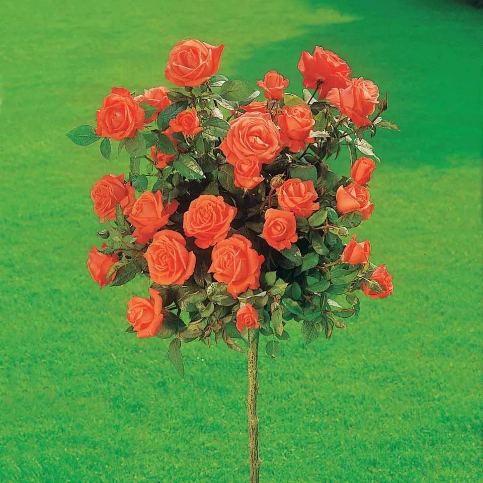 Bakker Rosier Ramona sur tige racine nue orange tige 100-120cm